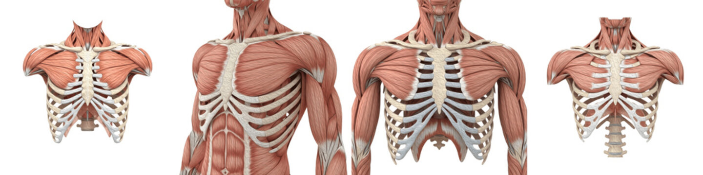 Set of Highly Detailed Extensor Tendons of the Muscles of the Human Thorax Illustrating Intercostal, Pectoral, and Thoracic Muscle Fibers with Anatomical Structure for Medical, Educational and Scienti