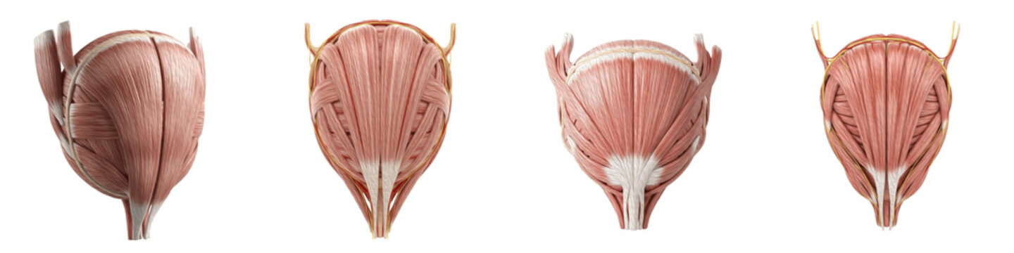 Set of Highly Detailed Extensor Tendons of the Muscles of the Human Urinary Bladder Illustrating Bladder Muscle Fibers and Anatomical Structure for Medical, Educational and Scientific Use, isolated on