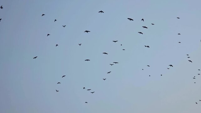 Crows Inmotion
