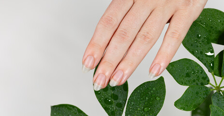 Female hands with long natural nails without coating, manicure not painted. Natural light beige white background with houseplants of schefflera flowers.