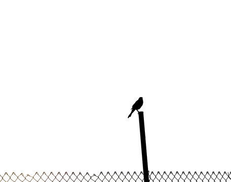 Black and white vector