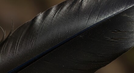 Close up macro texture of a dark iridescent bird feather