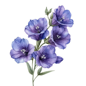 Larkspur Flower, clipart vector in watercolor style with flowing brushwork, isolated on a white background.