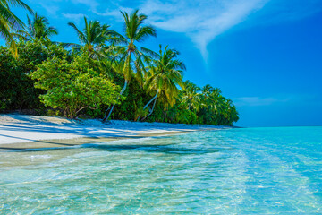 Tropical island beach landscape exotic shore coast. Tranquil closeup calm sea water waves with palm trees. Beautiful Panorama. Summer vacation, holiday amazing nature. Relax paradise, Maldives.