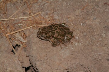 Close-up of a textured frog on dry soil
