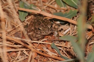 Fototapeta premium Camouflaged frog in natural habitat