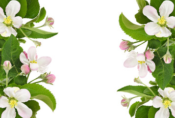 Apple tree twigs with pink and white flowers, buds and leaves  in a spring floral borders isolated on white or transparent background