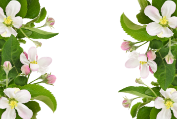 Apple tree twigs with pink and white flowers, buds and leaves  in a spring floral borders isolated on white or transparent background