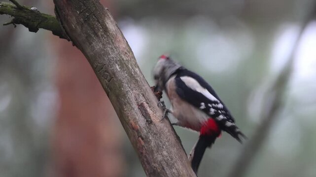 Close-up of an adult male great spotted woodpecker clings to a branch and pecks at a pine cone on a gloomy autumn day.