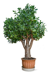 Beautifully formed  crassula flower in white background