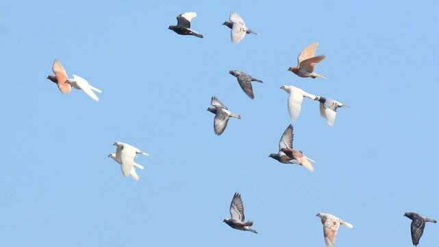 Racing Pigeon Flock Flying in 120fps 4K Slow Motion. Competitive Homing Pigeons Soaring Together with Synchronized Wingbeats and Dynamic Aerial Movement Captured in Cinematic High-Detail Wildlife Clip