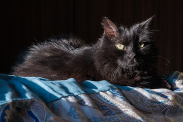 A Beautiful Black Furry Cat with Yellow Eyes is Standing on the Made Bed and Watching with Great Curiosity