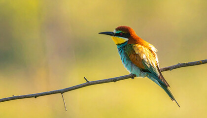 Colorful Bird Perched On Branch Vibrant Wildlife Scene
