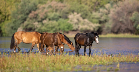 Herd of wild horses wading and watering in the Salt River near Mesa Phoenix Scottsdale Arizona United States