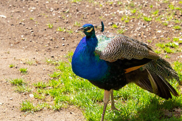 Obraz premium Colorful feathered blue peacock bird