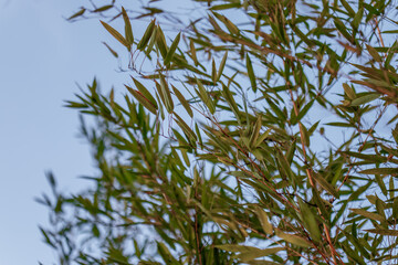 Bamboo tree branches with green leaves against sky © de-nue-pic