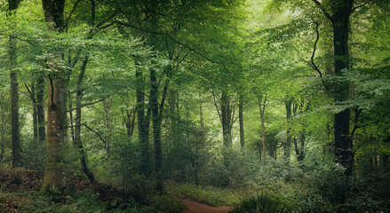 Idless woods in summer cornwall uk panorama 