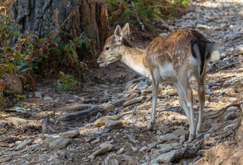 An autumn stroll through the Lacuniacha Wildlife Park!