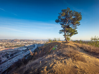 Lone pine tree growing on a hill in Elysian Park in Los Angeles, CA. Valley cityscape sprawling in the background.