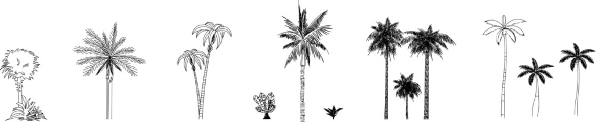A detailed vector collection of various palm tree species and tropical plants in hand-drawn sketch style for architectural landscape designs. © Riki