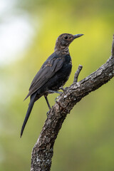 Fototapeta premium Common blackbird (Turdus merula) photographed in Spain