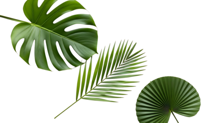 Three green tropical leaves on transparent background