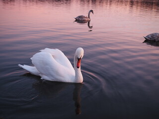 biały łabędź  © EwaAF