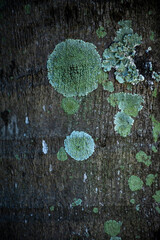 Texture of palm bark macro. Palm tree large trunk detailed structure background and texture of bark. Palm trunk and bark close up. Rough brown palm tree wood bark natural texture.