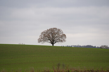 Scenic landscape with agriculture field and lonely bare tree on a hill on a foggy winter day at Swiss village of Oberglatt. Photo taken December 24th, 2025, Zurich Oberglatt, Switzerland.