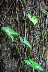Syngonium podophyllum, also known as painted arrow, arrowhead plant, goosefoot, or American evergreen, is an ornamental plant that grows on tropical forests.