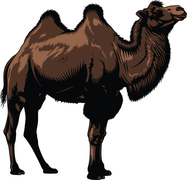 Camel standing on white background with number 147