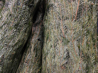 Abies nordmanniana Christmas tree net packaging for seasonal retail transport and sale. Fresh green fir branches wrapped in protective mesh for winter holiday delivery and garden center stock