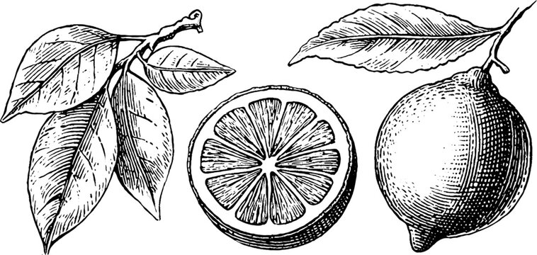 Vintage engraved illustration set of lime, wedge, and leaves for design