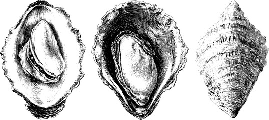 Vintage engraved illustration set of three mussel shells for nautical decor © Artem