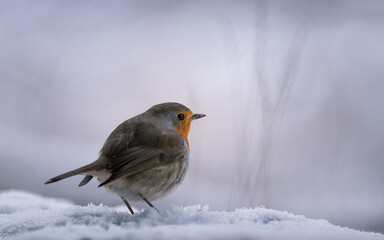 Closeup of european robin standing on the snow in winter