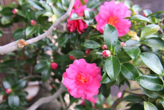 赤い山茶花の花