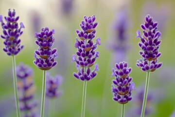 Obraz premium Close-up of purple lavender flowers in a field.