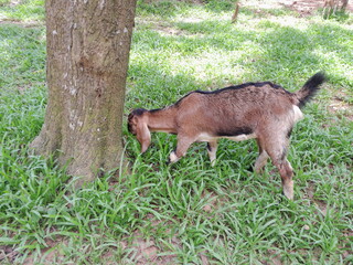 Anglo-Nubian goat eat green grass in village nature. Anglo Nubian goat in Bangladesh 