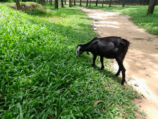 Black Bengal goat&nbsp;eat green grass in the field. Black Bengal goat in Bangladesh 