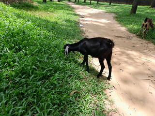 Black Bengal goat&nbsp;eat green grass in the field. Black Bengal goat in Bangladesh 