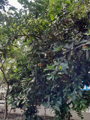 Rose apple fruit tree in Bangladesh. Wax apple fruit plant with fruits, and green leaves background. 