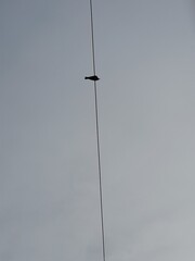 A alone bird on the electricity supply cable. Minimalistic nature in Bangladesh 