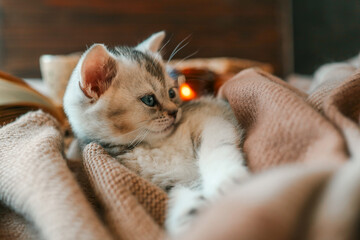 Adorable fluffy kitten with blue eyes nestled in a cozy blanket, looking curious