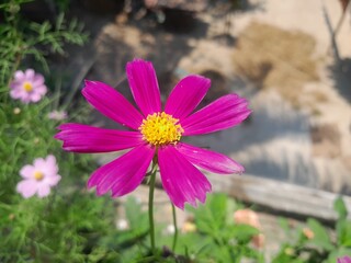 Cosmos flower in botanical garden in Bangladesh. Beautiful cosmos blossom isolated blurred background.  