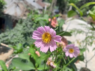 Cosmos flower in botanical garden in Bangladesh. Beautiful cosmos blossom isolated blurred background.  
