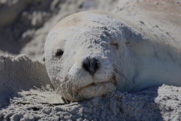 sea lion full of sand, looking with one eye