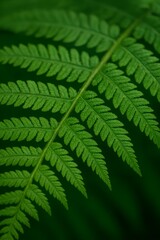 Fototapeta premium Vibrant green fern leaf frond close-up showing intricate natural patterns for organic growth concept and ecological vitality with copy space