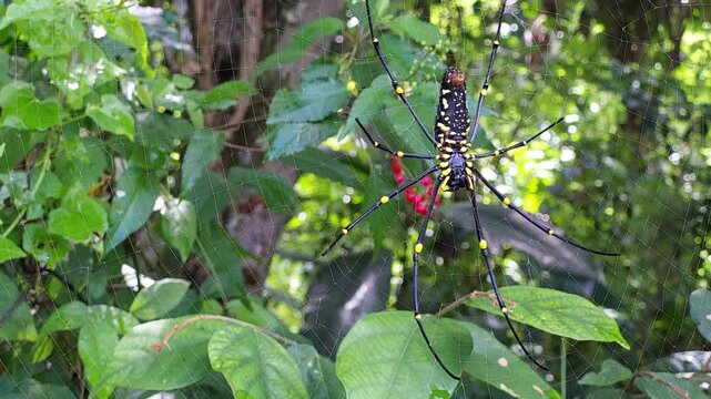 Side view of a large Nephila pilipes, the giant golden orb-weaver spider, resting on its web amidst dense green leaves and distant red berries