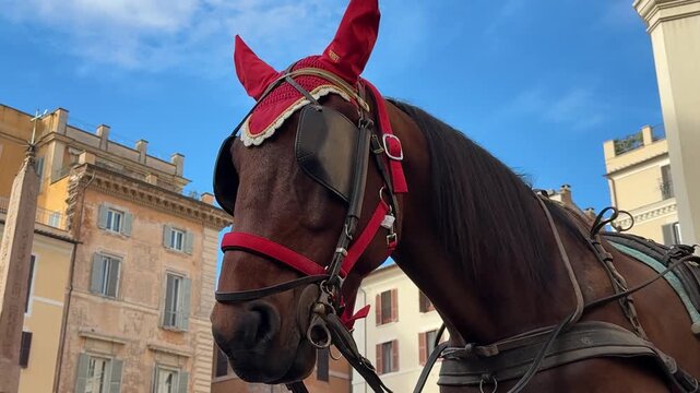 A horse in blinders in Rome, Italy.