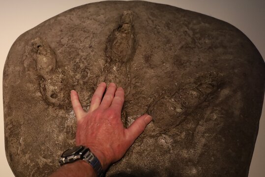 human hand on a moa footprint